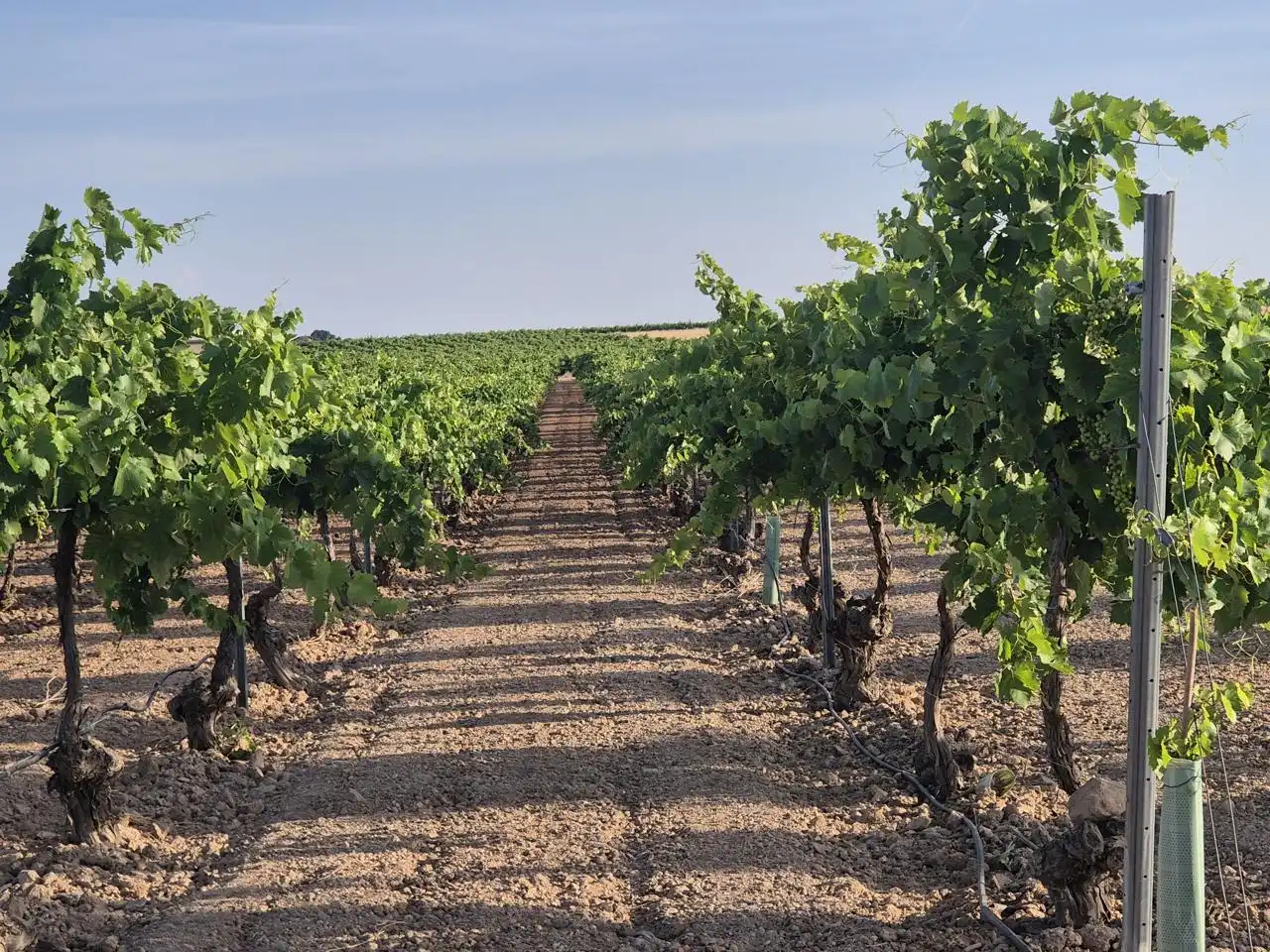 Terreno rustico in vendita a AGRICOLA, imagen 7