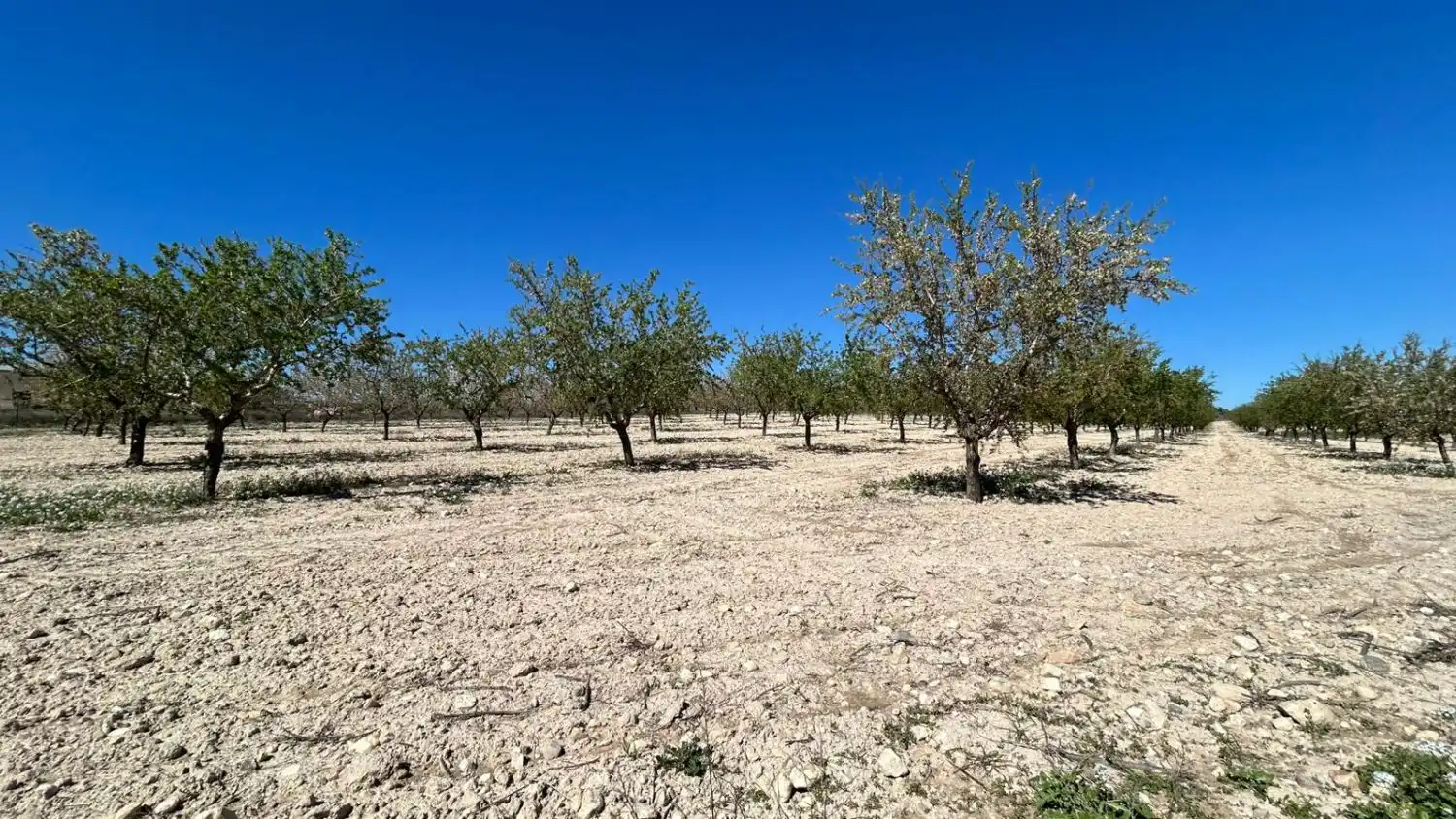 Finca rústica en venda en Tobarra