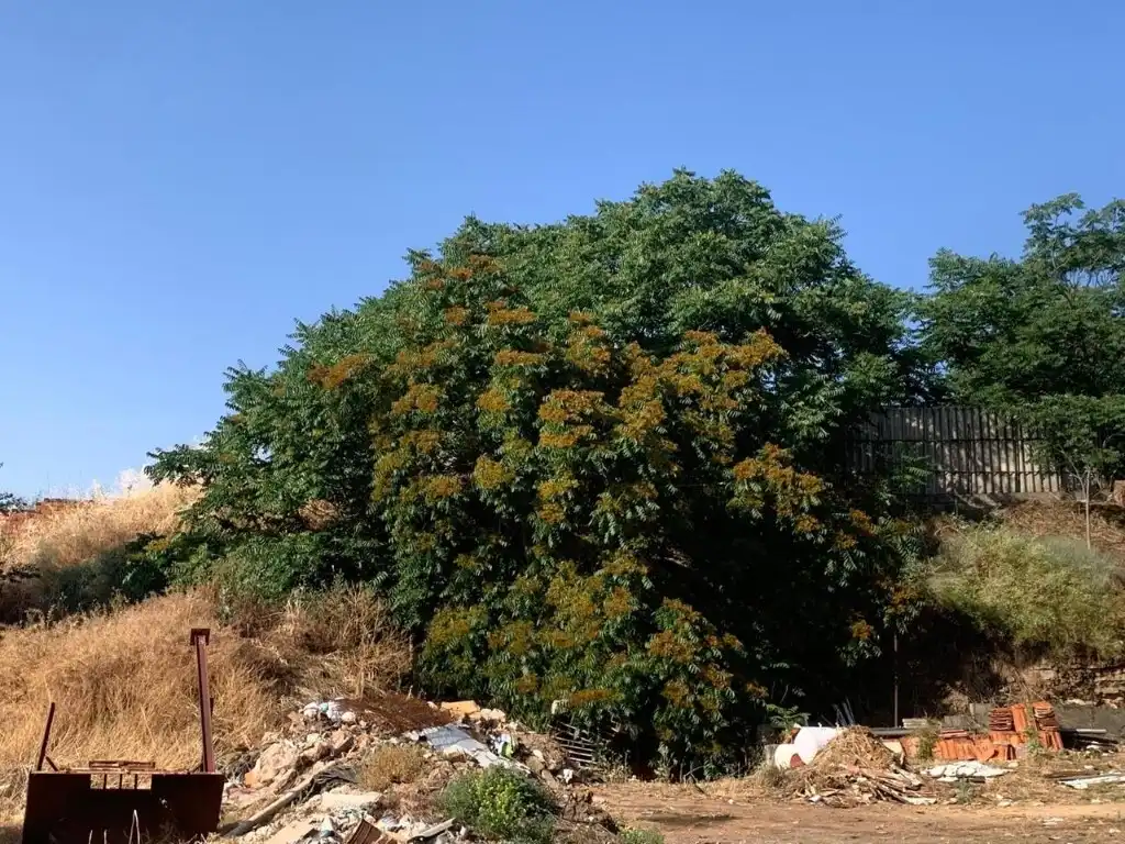 Terreno residenziale in vendita a Las Mercedes - El Carmen, imagen 11