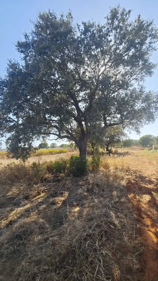 Terreni e lotti in vendita a Villablanca, imagen 2