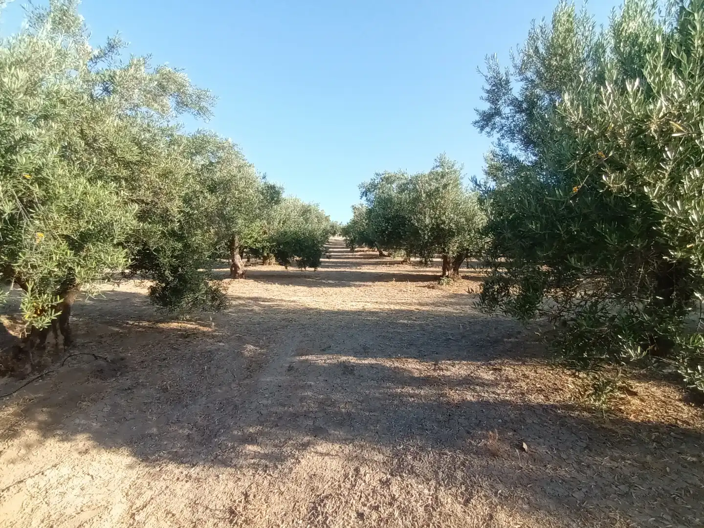 Terreno en venta en Villacarrillo