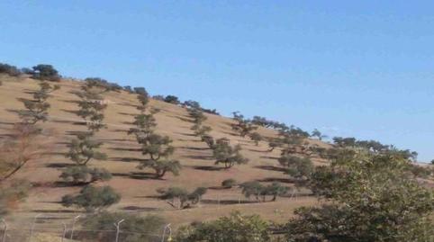 Photo 3 of Land for sale in La Calzada, Córdoba
