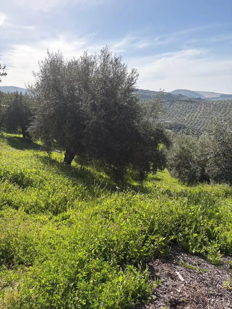 Rural land for sale in Poleares, imagen 8
