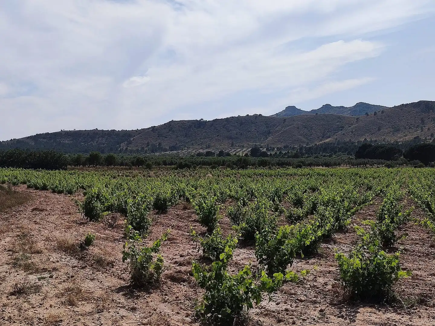 Country homes for sale in Yecla