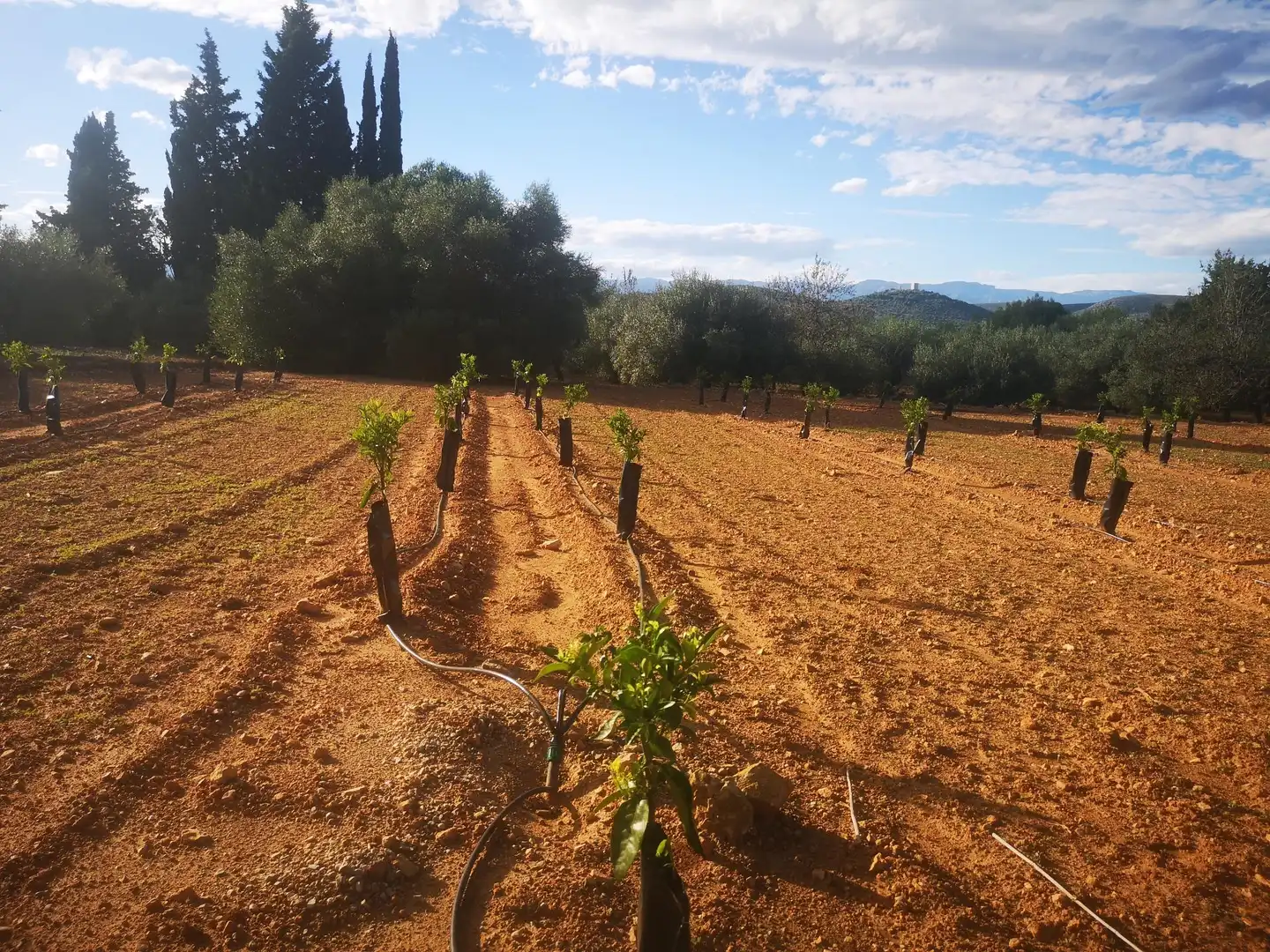 Terreno residenziale in vendita a Ulldecona, imagen 17