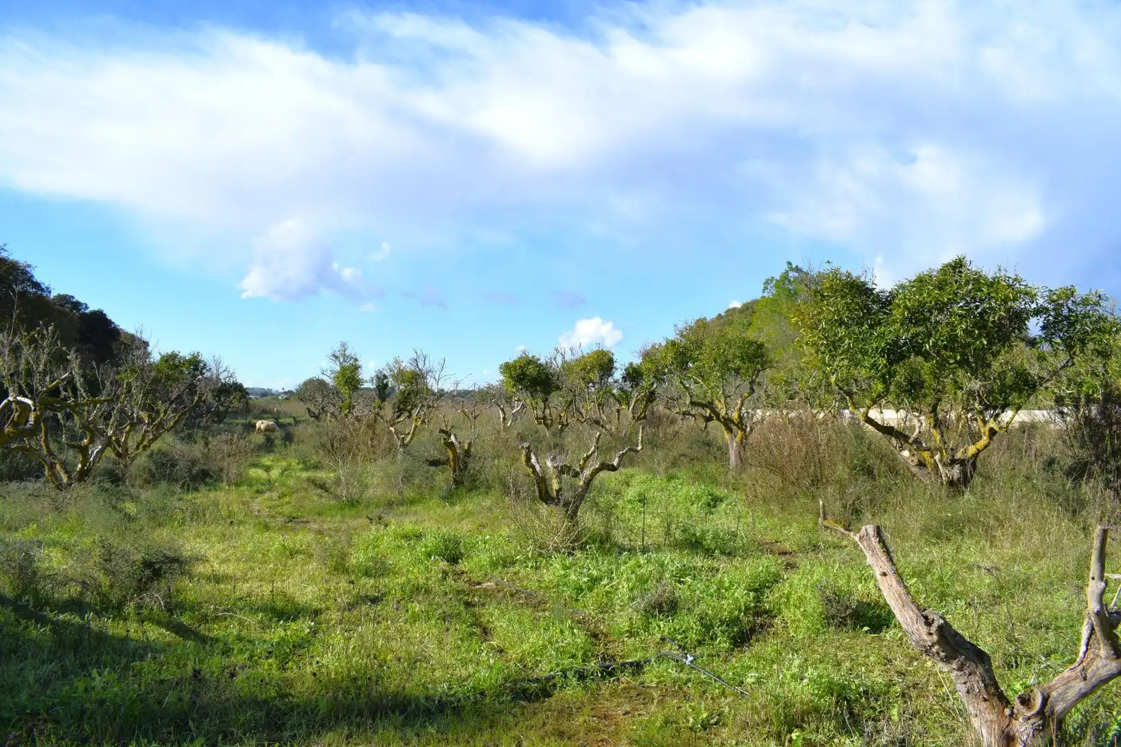 Residential land for sale in Llubí, imagen 21