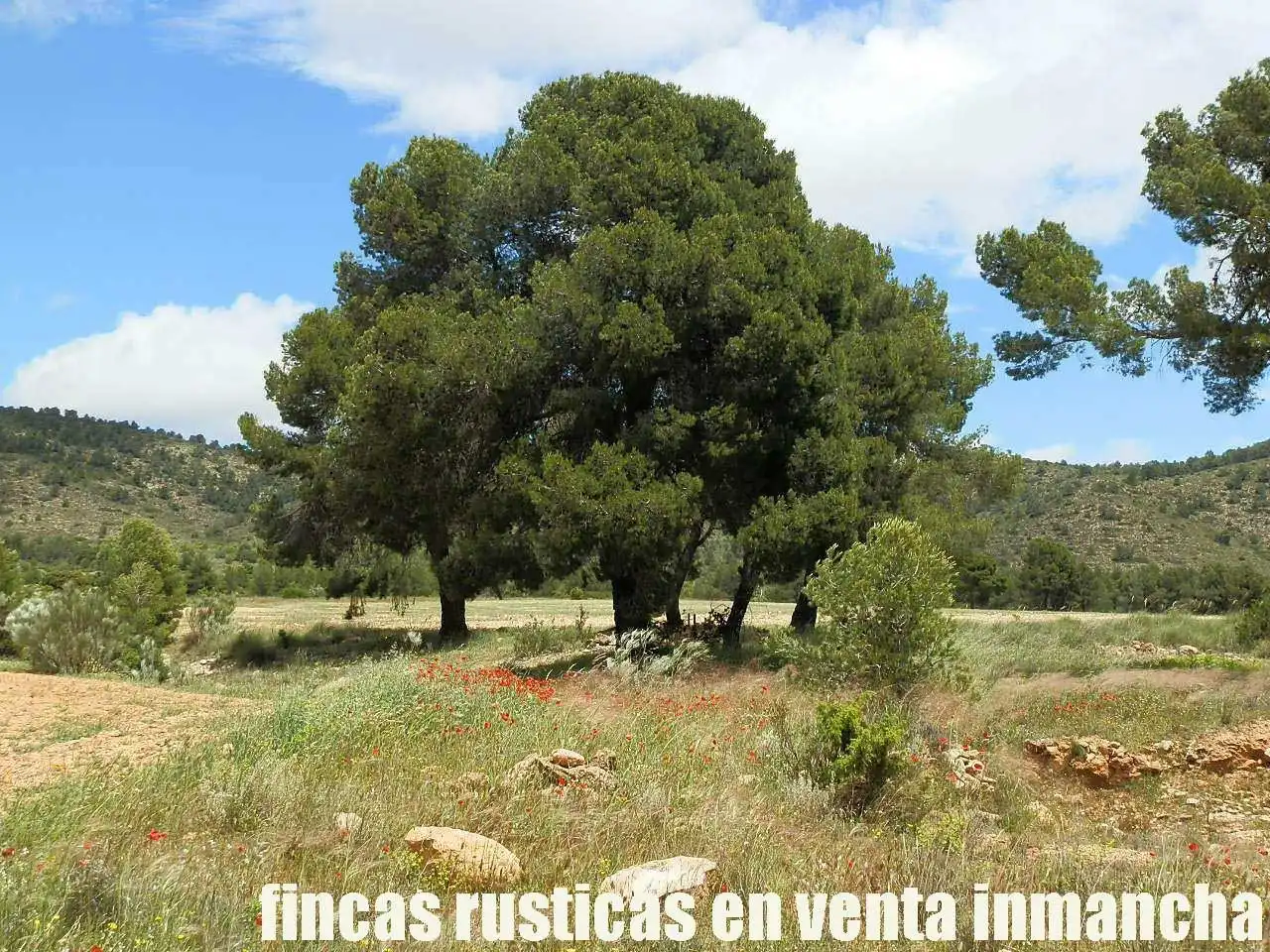 Terreni e lotti in vendita a Elche de la Sierra, imagen 23