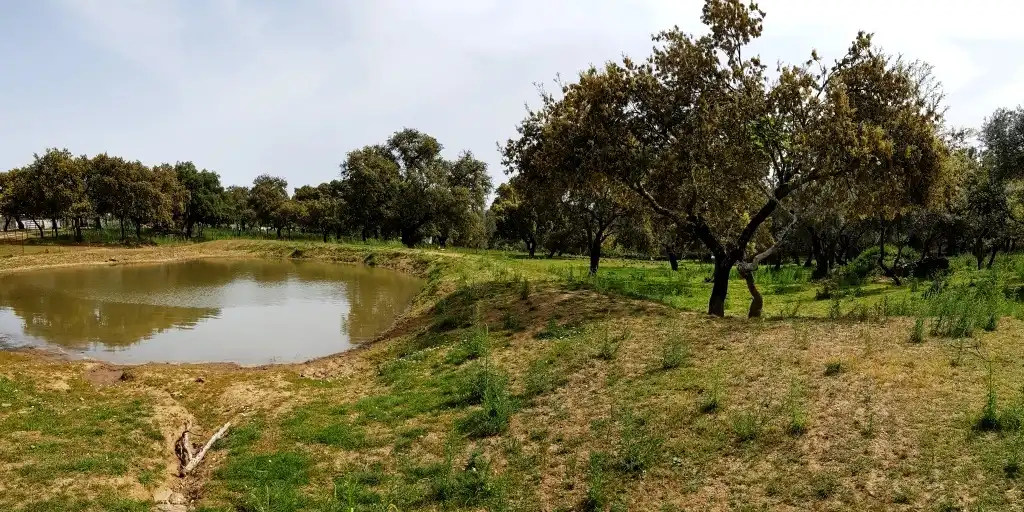 Terrenos y solares en venta en Extramuros Diseminados 5, imagen 12