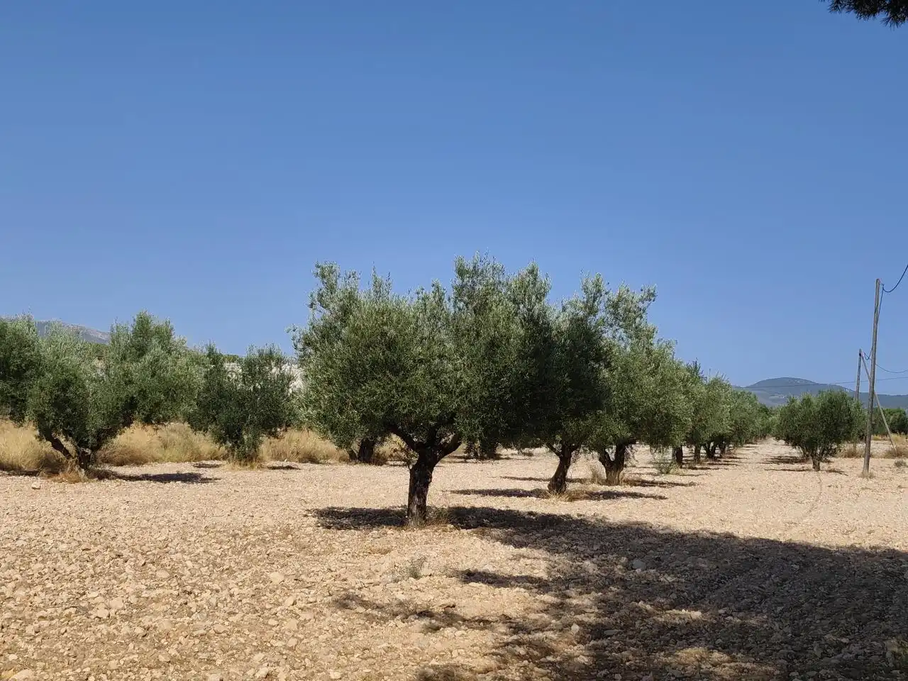 Terreno rustico in vendita a Castalla, imagen 25