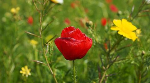 Foto 2 von Country house zum Verkauf in El Coll d'en Rabassa,  Palma de Mallorca