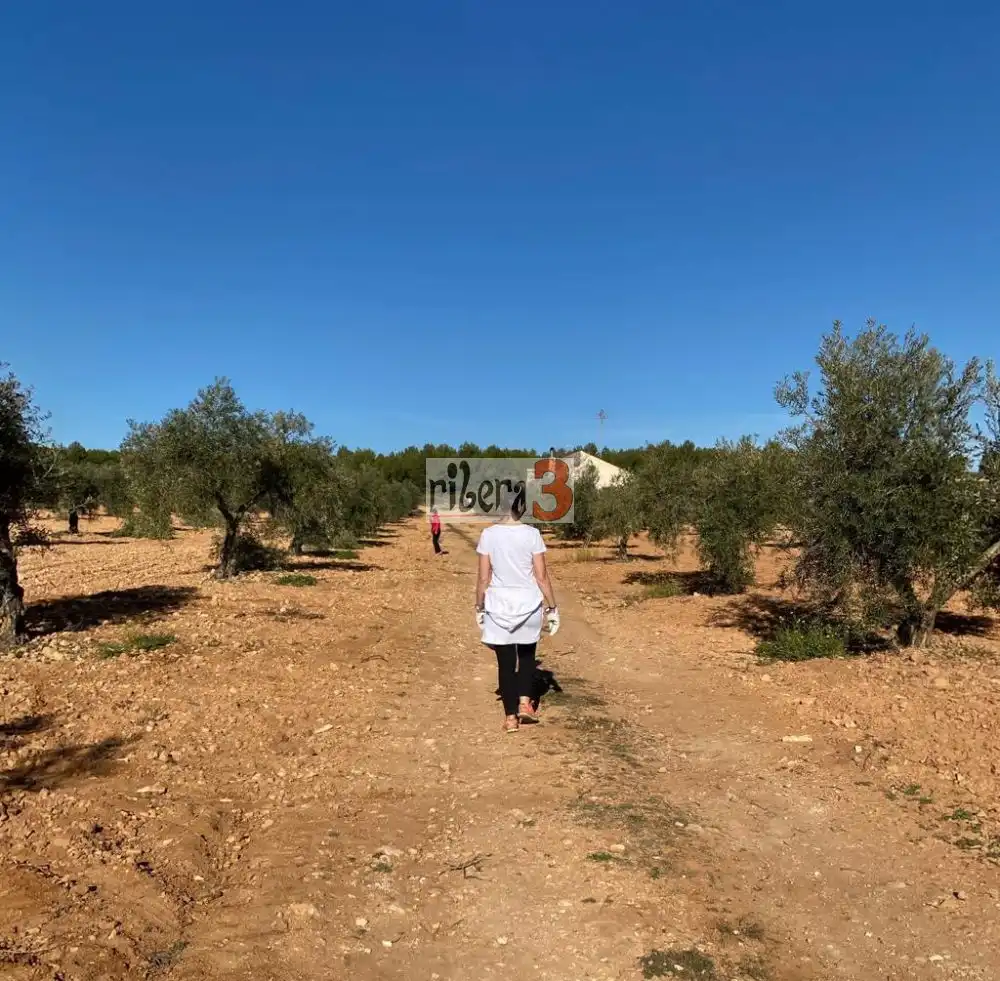 Finca rústica en venda a PARAJE CORRAL DE NARRO, Pozohondo
