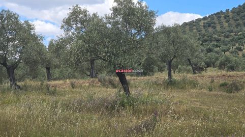 OLIVAR EN VENTA EN POZOBLANCO, imatge 4