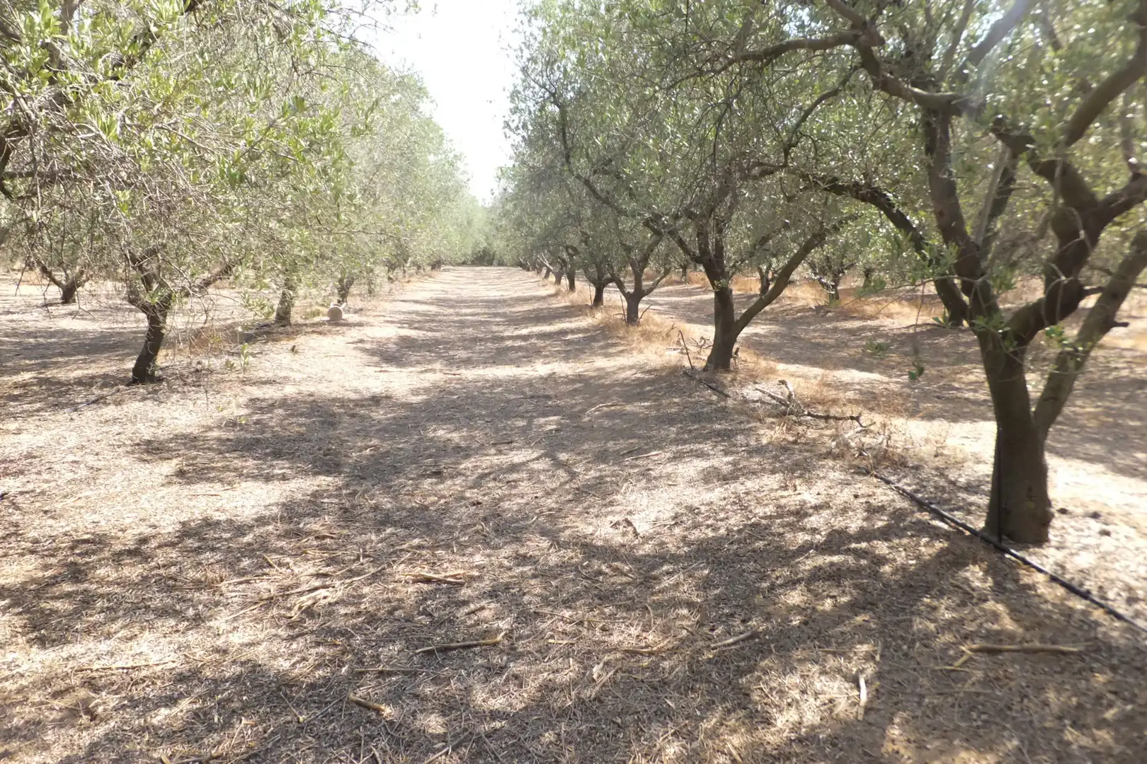 Terreno rústico en venta en Vial Camino 20, imagen 11