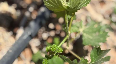 Photo 3 of Residential for sale in  Polígono 6 Parcela 295 Rosa Vieja. la Oliva (las , 6, La Oliva pueblo, Las Palmas