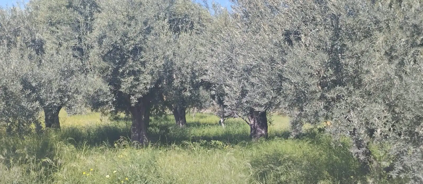 Terreno rustico in vendita a La Huerta, imagen 6