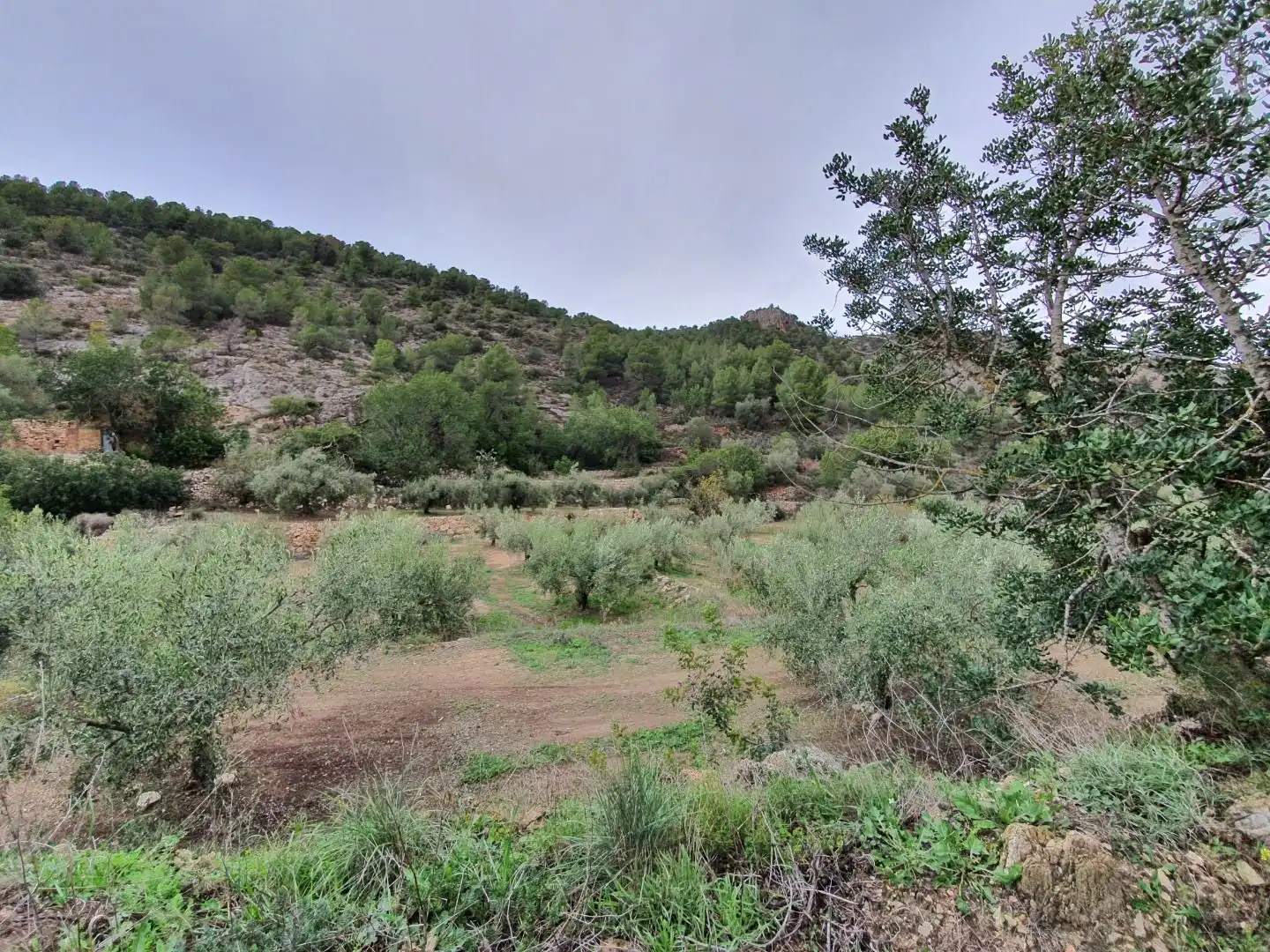 Maison à vendre à Benifallet, imagen 48