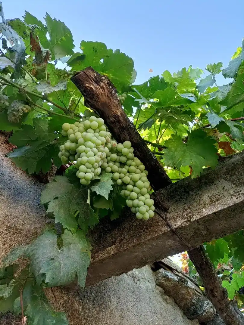 Vista exterior de Planta baixa en venda en Peromingo amb Jardí privat