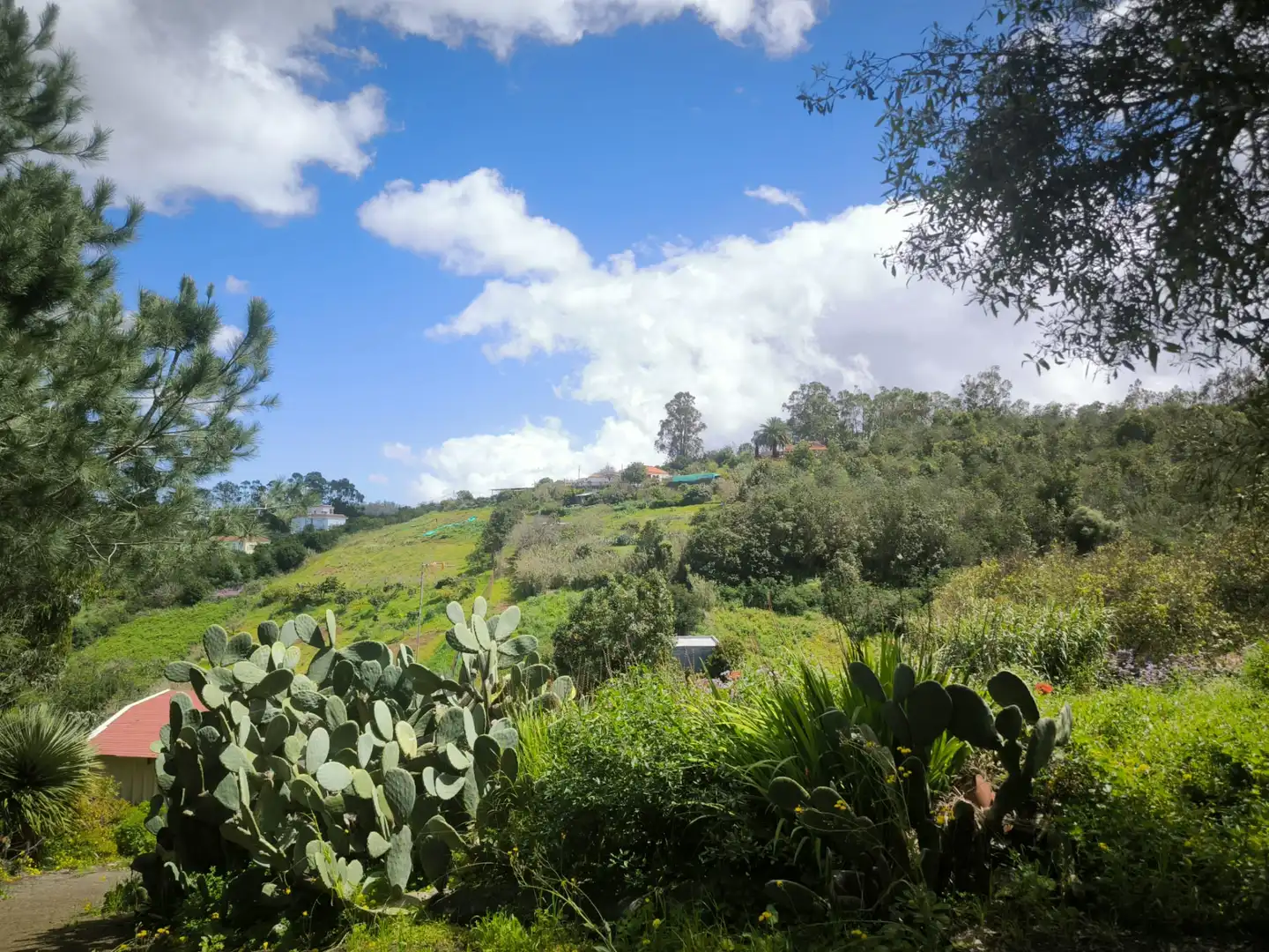 Jardín de Finca rústica en venta en Moya (Las Palmas)