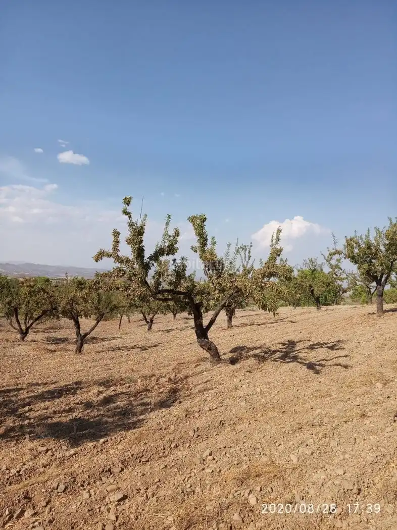 Terrain rustique à vendre à Avenida Juan Carlos I 38, imagen 4