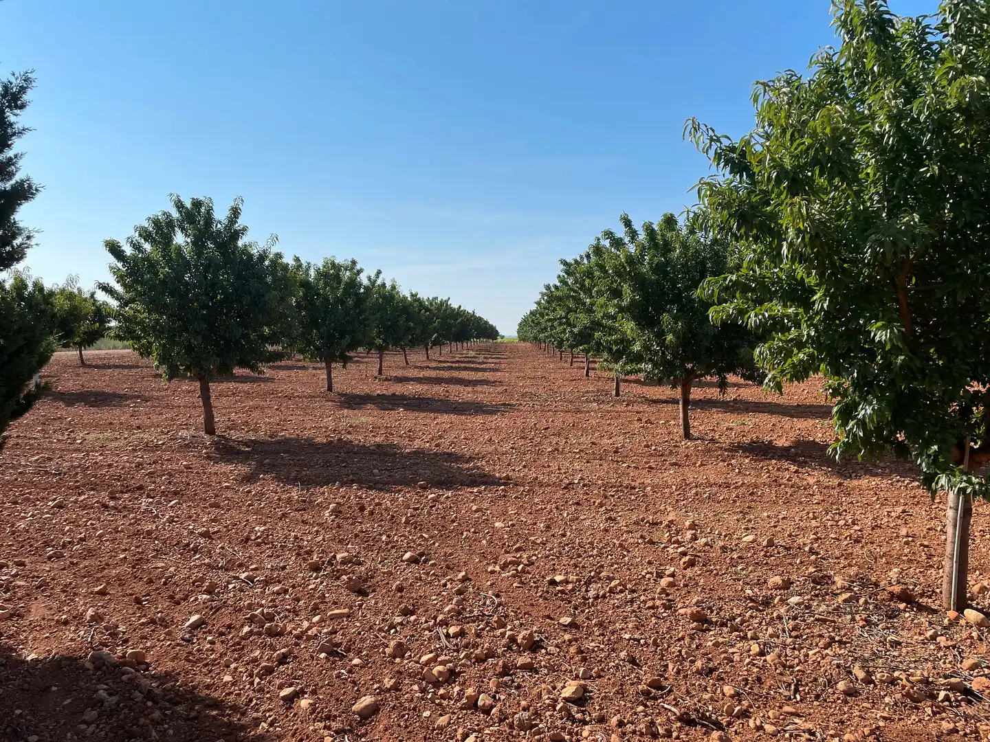 Terreny rústic en venda a Autovía de Extremadura a la Comunidad Valenciana, imagen 18