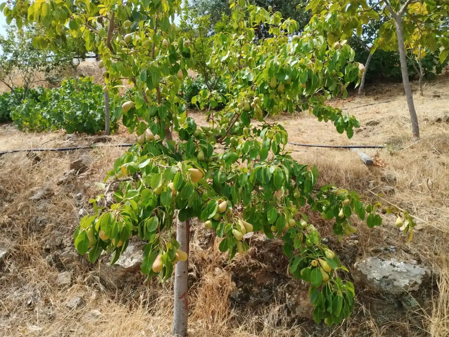 Jardín de Terreno en venta en Arenas