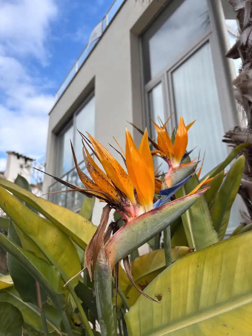 Houses for sale in Alcúdia  with Air Conditioner, Terrace and Furnished