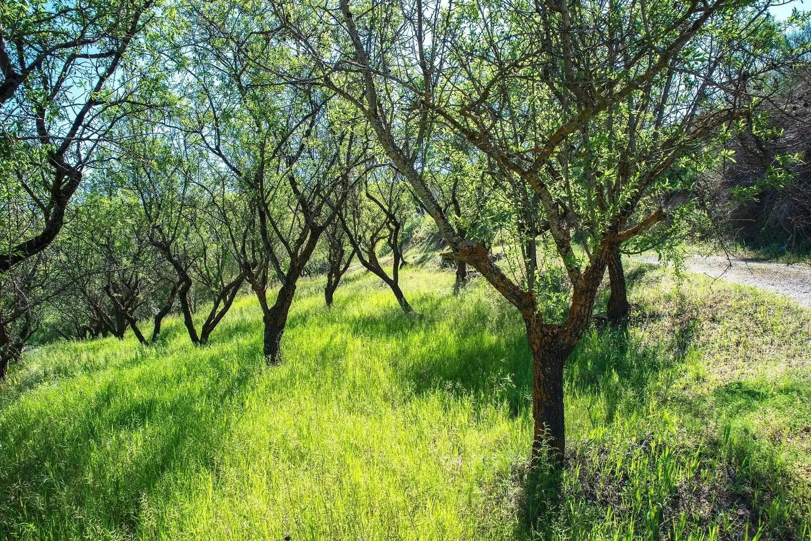 Garten von Country house zum Verkauf in Pinos Genil