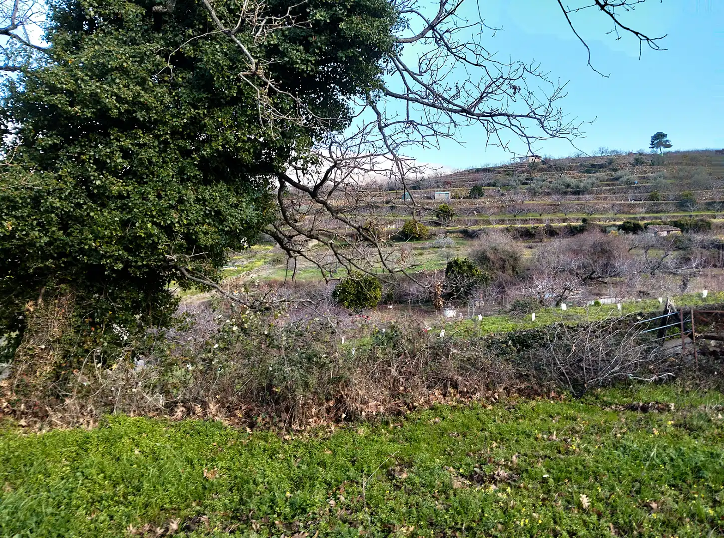 Land for sale in Casas del Castañar