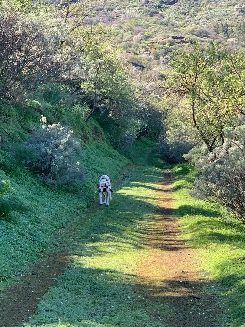 Außenansicht von Haus oder Chalet zum Verkauf in Valsequillo de Gran Canaria mit Klimaanlage, Heizung und Privatgarten