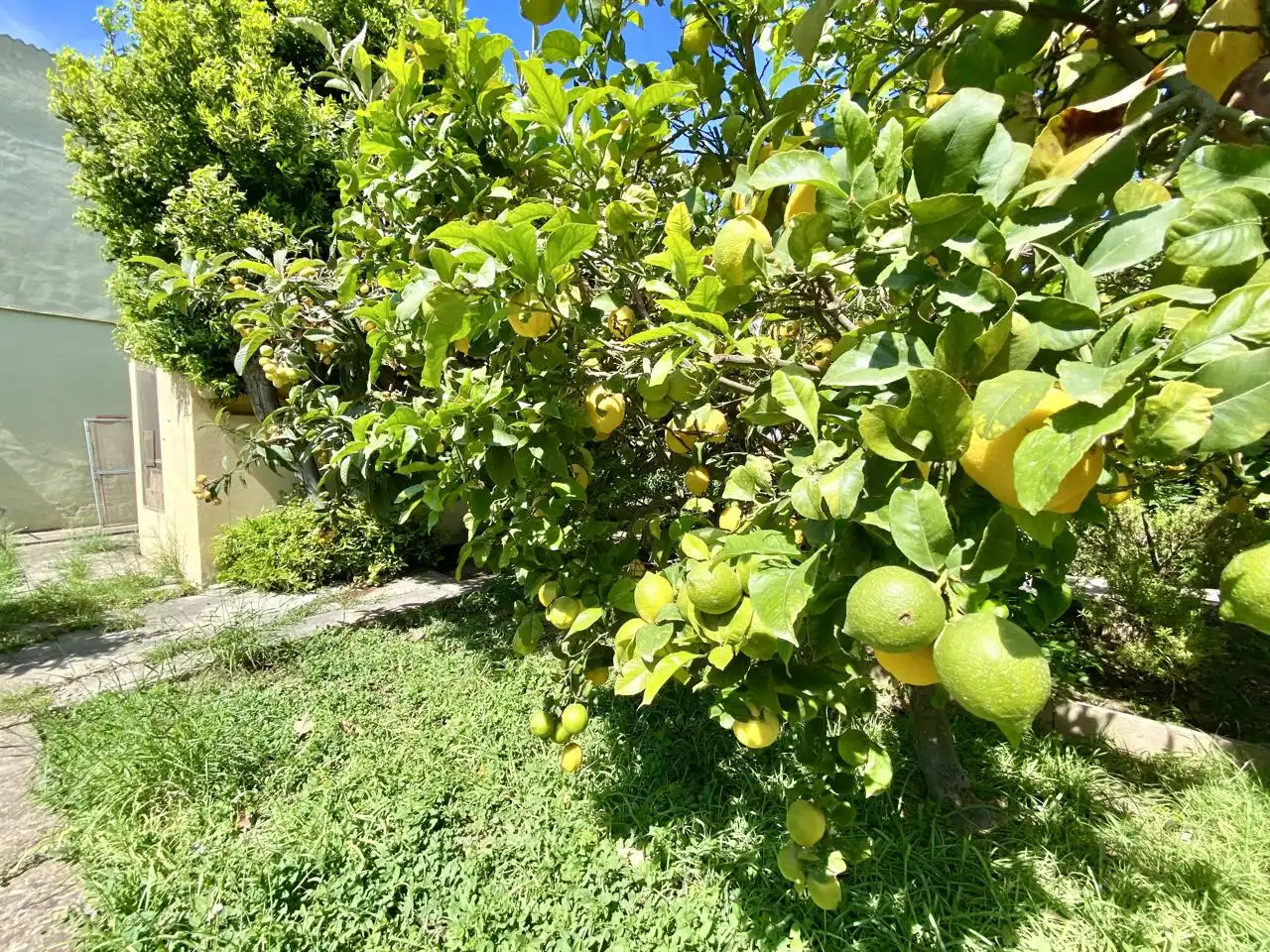 Garten von Haus oder Chalet zum Verkauf in  Palma de Mallorca mit Privatgarten, Terrasse und Abstellraum