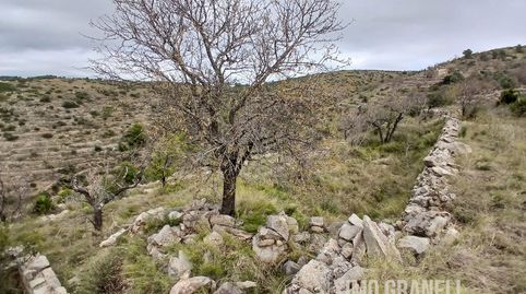 PARCELA RUSTICA DE 16.157m EN LA PARTIDA PEÑALBA DE LA VALL DUIXÓ, immagine 3