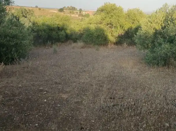 Land for sale in Alcolea del Río