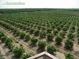 Lands and plots for sale in Mula, imagen 6