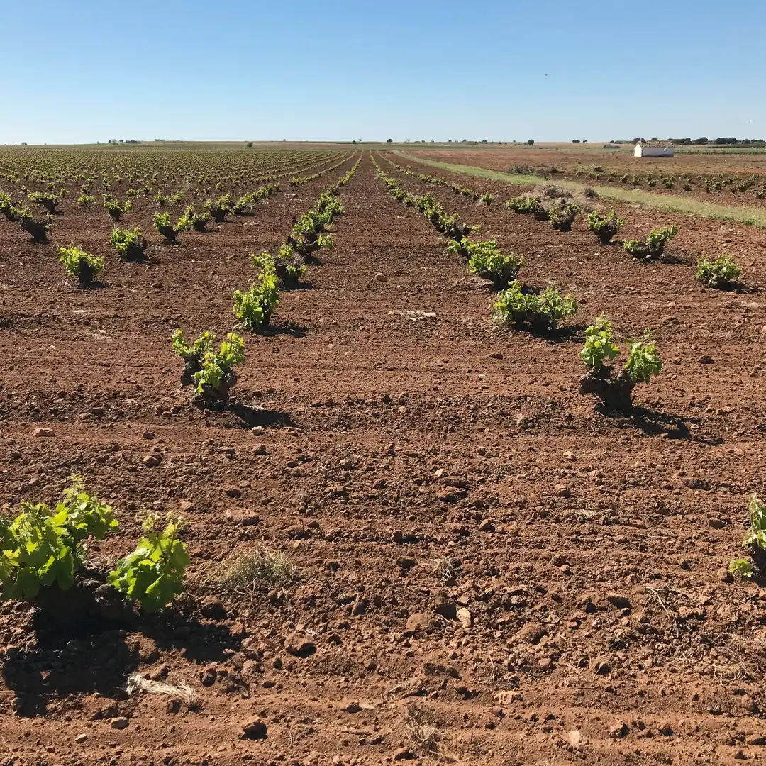 Terrenys i solars en venda a Mota del Cuervo, imagen 20