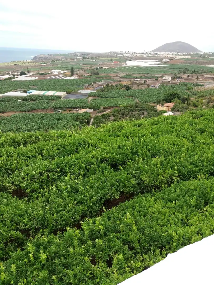 Terreno en venta en Prolongacion Primera a Carracote, 158, Buenavista del Norte