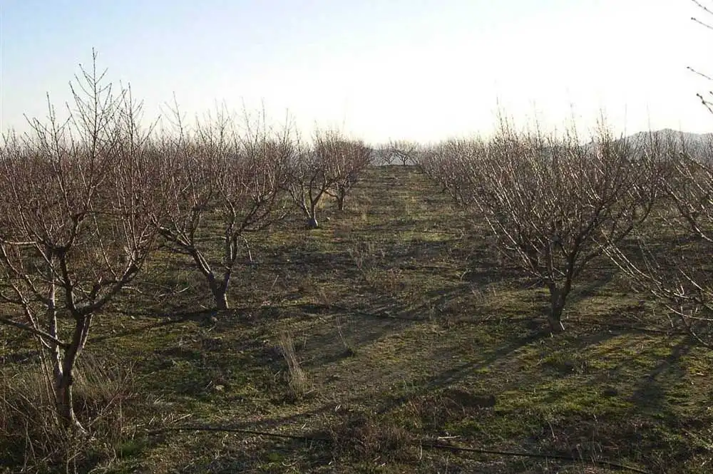 Terreny rústic en venda a Canillas de Albaida