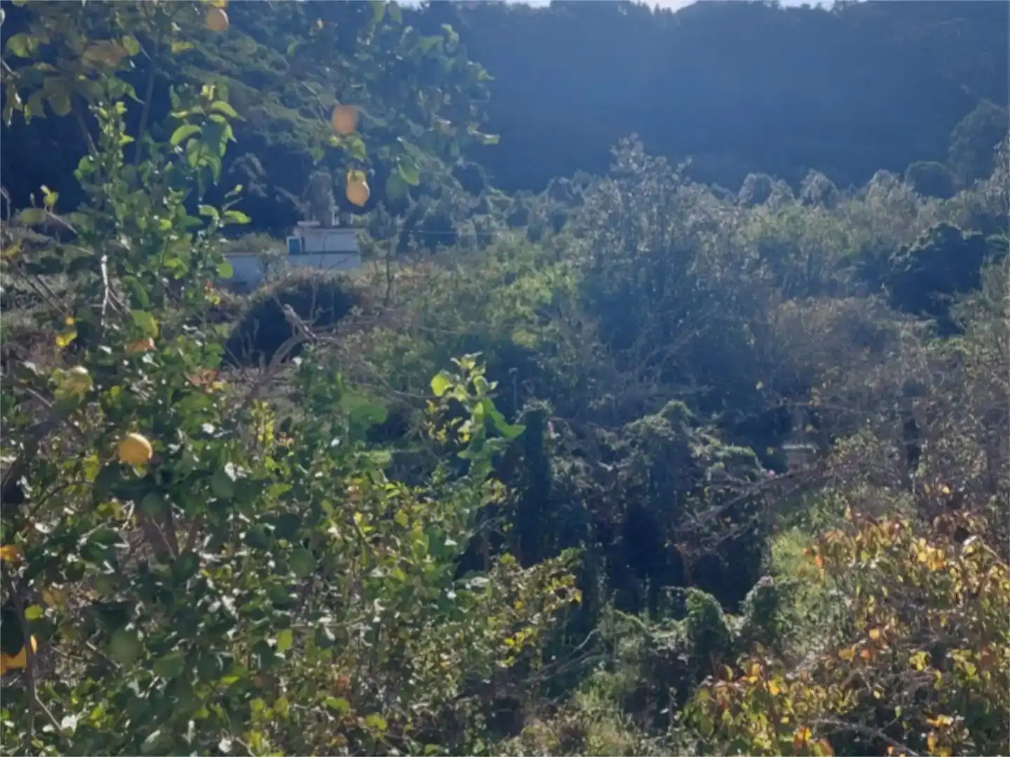 Grundstücke zum Verkauf in Valleseco
