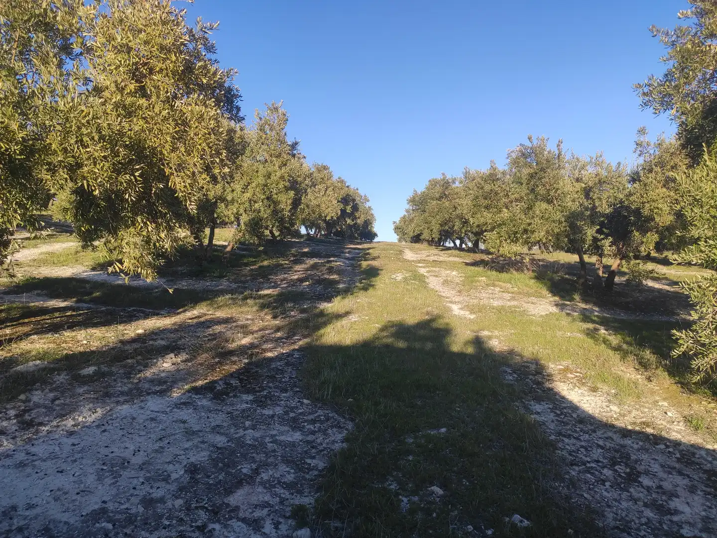 Terrain rustique à vendre à Baena, imagen 2