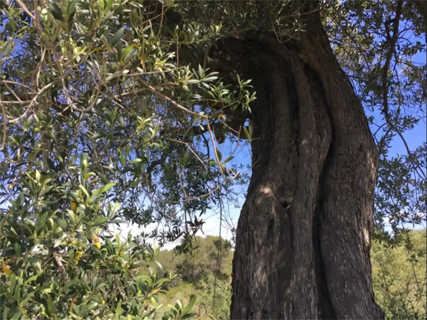 Jardí de Finca rústica en venda en Salomó