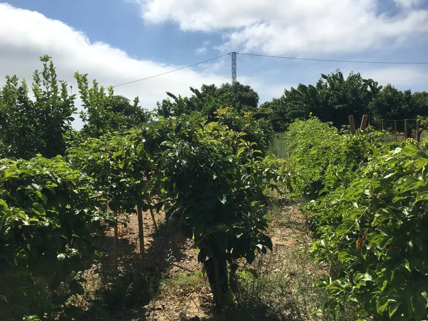 Casa rústica en venda a Monte los Almendros - El Pargo - Costa Aguilera, imagen 64