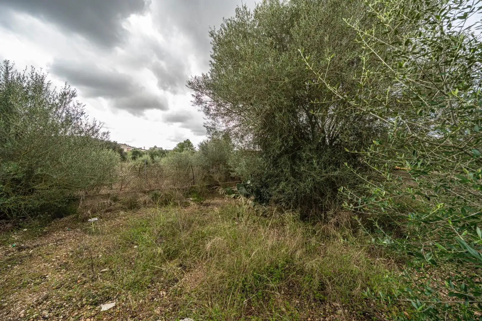 Rural land for sale in Felanitx Poble, imagen 11
