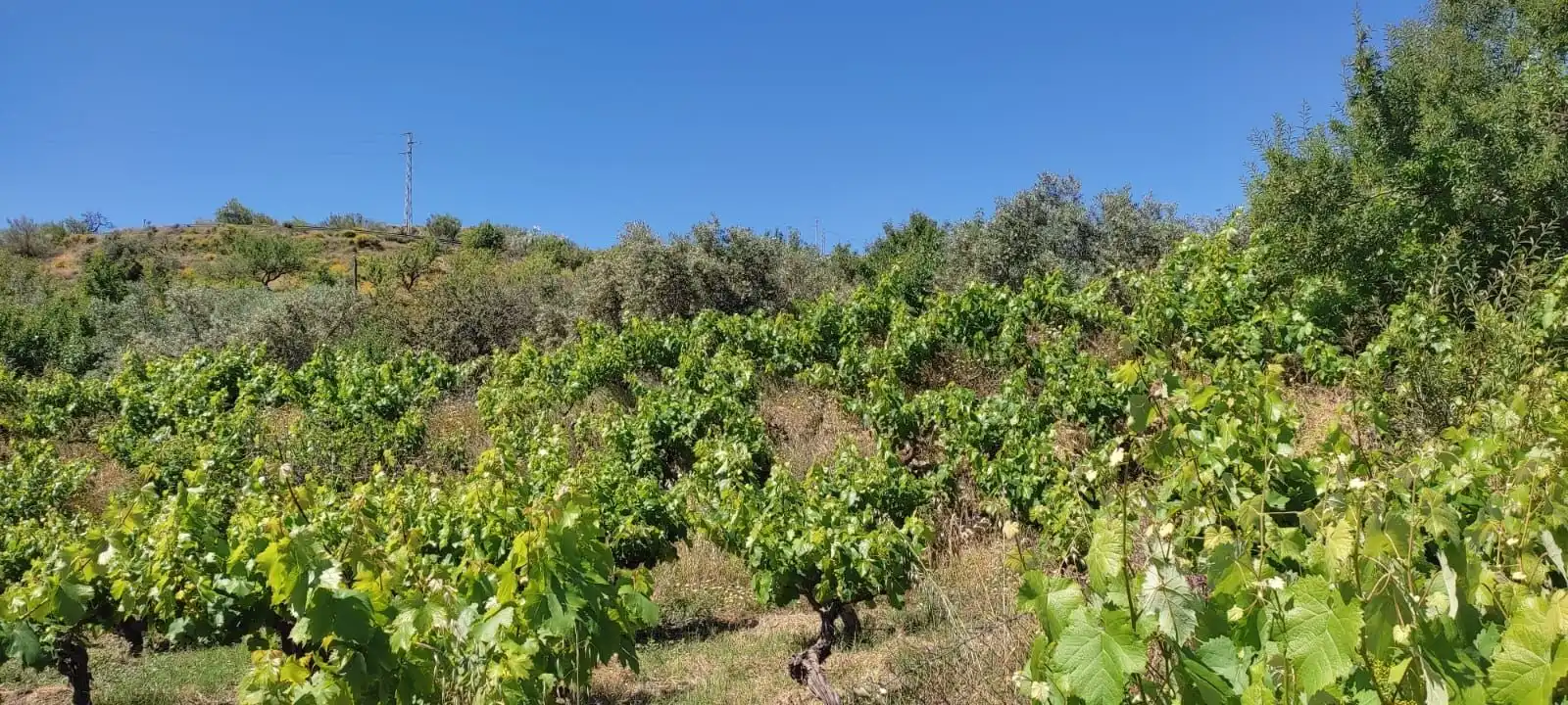Terrenys i solars en venda a Polígono VENTA DE LA HUERTECICA, imagen 3