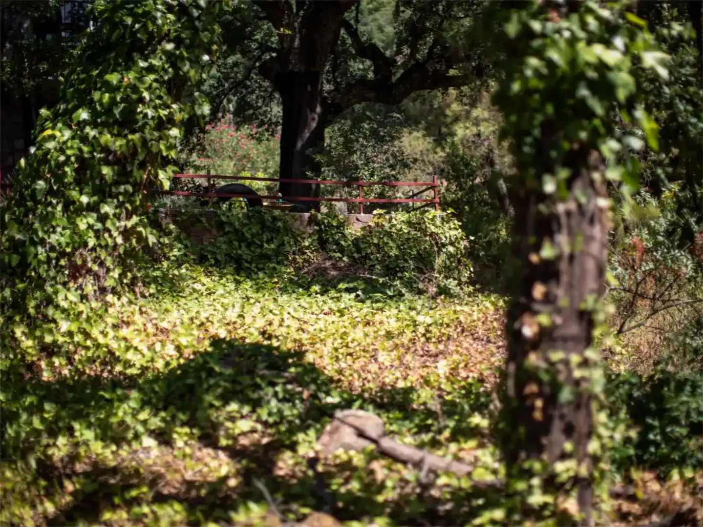 Jardí de Residencial en venda en Piedralaves