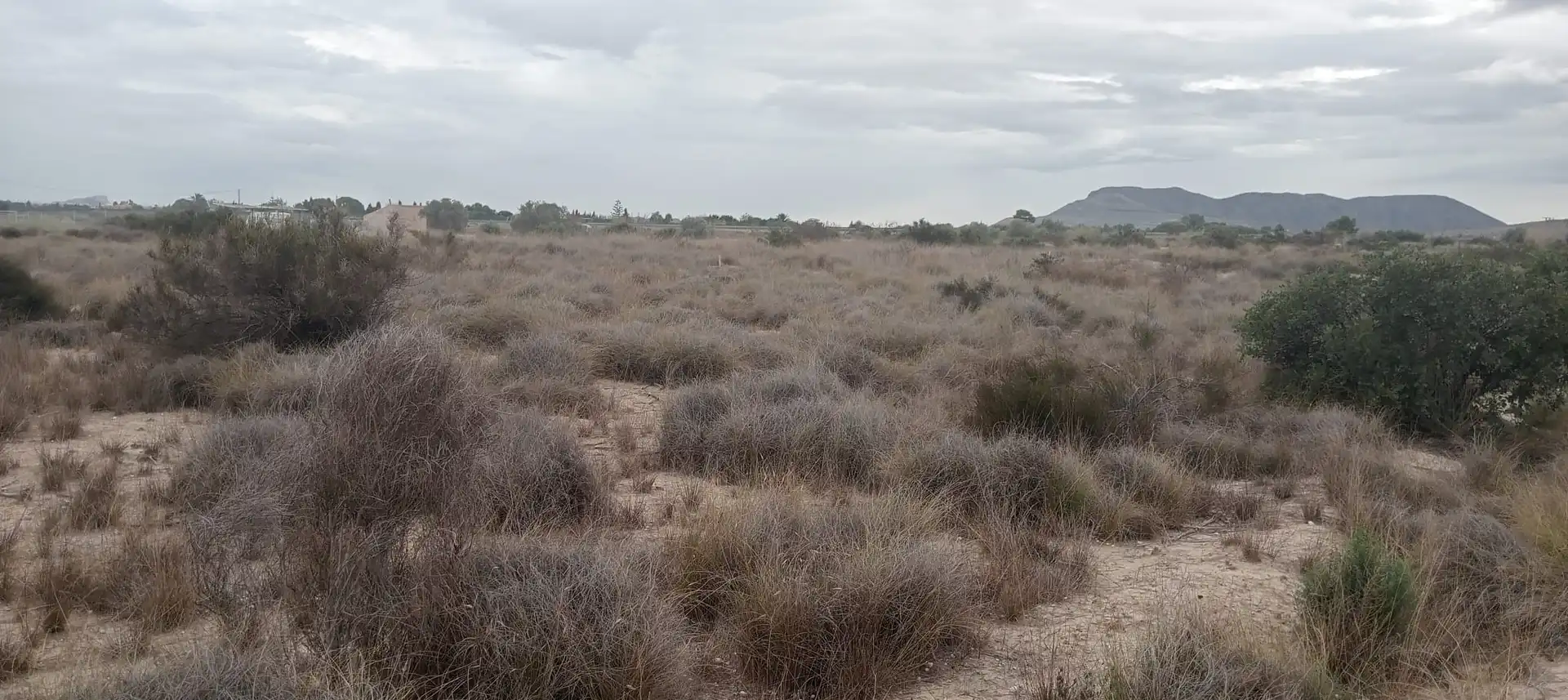 Terreny rústic en venda a Carretera de Agost 35B