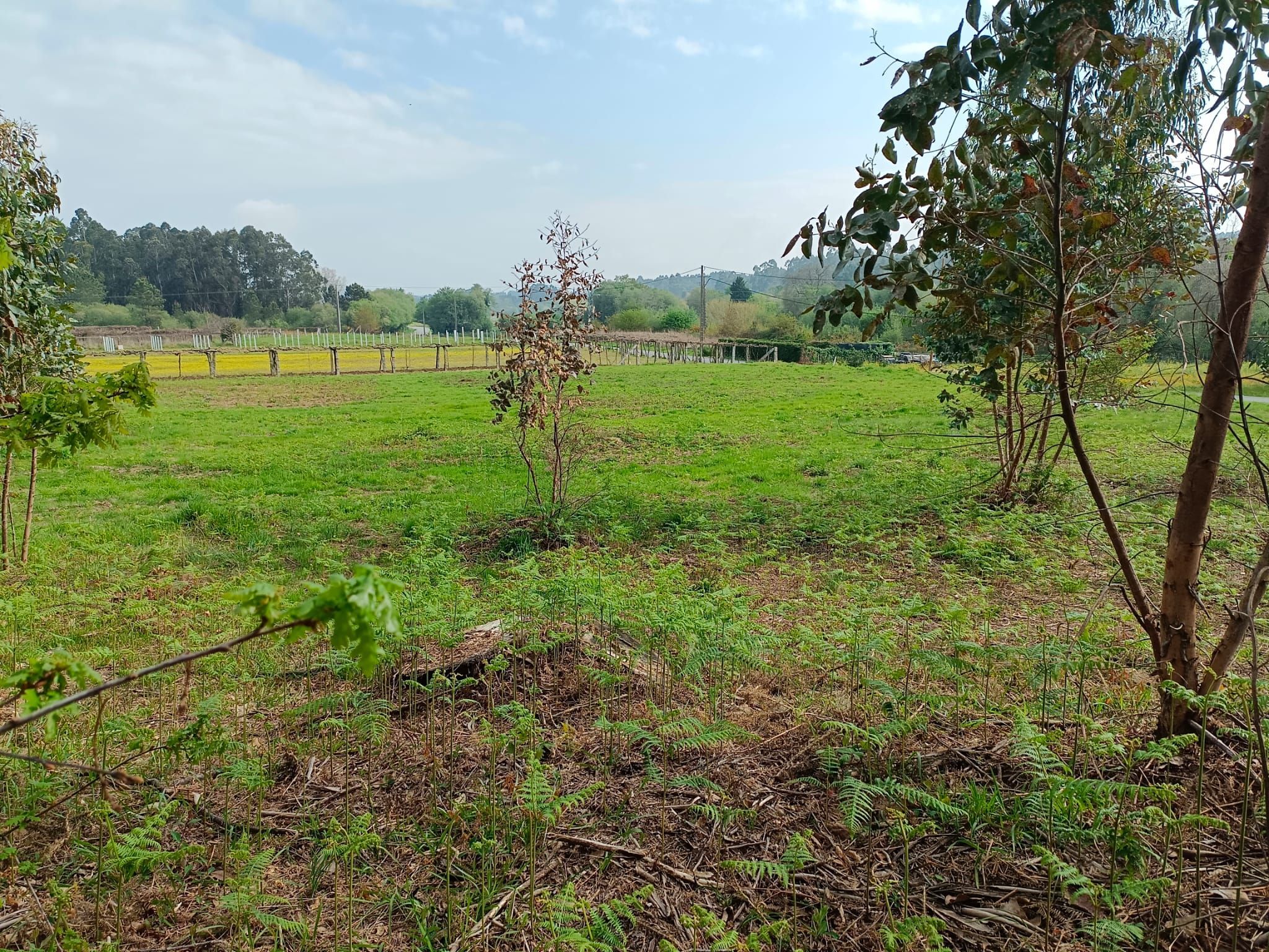 Residential for sale in Ribadumia