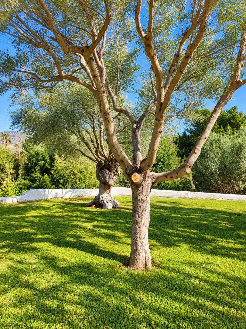 Country house with pool to rent in Port d'Andratx, imagen 71