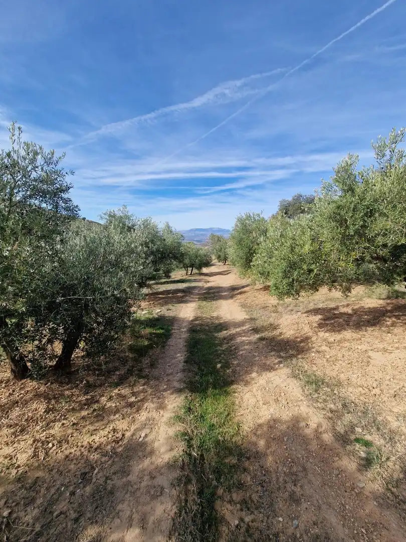 Maison rustique avec jardin à vendre à Cogollos de la Vega, imagen 45