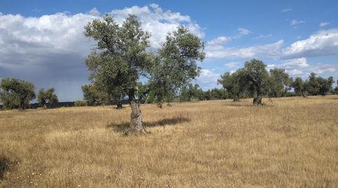 Foto 3 de Finca rústica en venda a Guareña, Badajoz