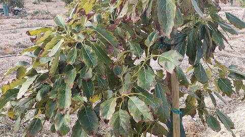 Foto 2 de Casa adosada en venda a El Secanet - Hacienda del Sol, Alicante