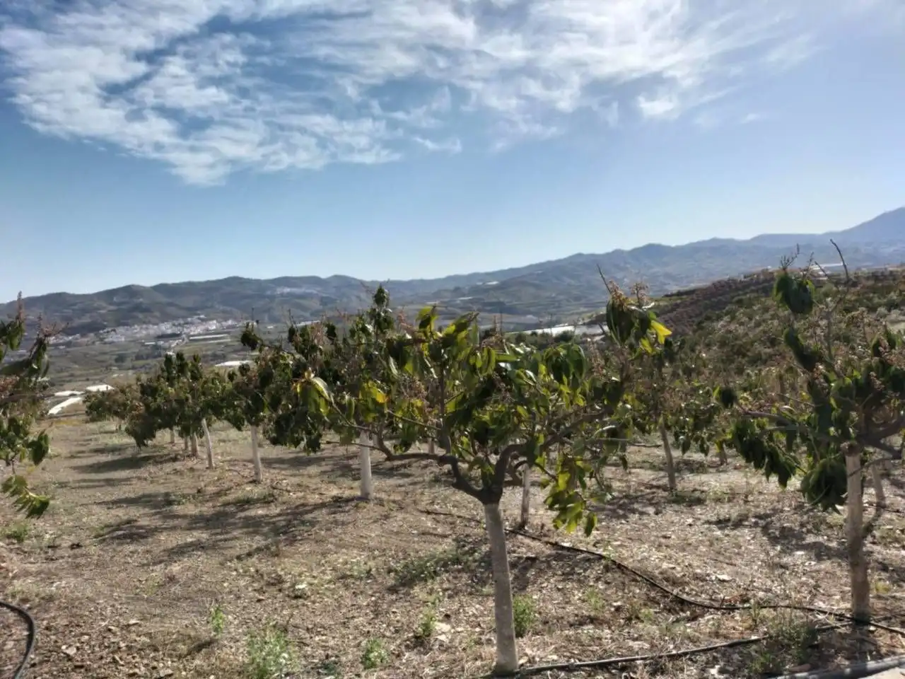 Terreny rústic en venda a Vélez-Málaga ciudad, imagen 8